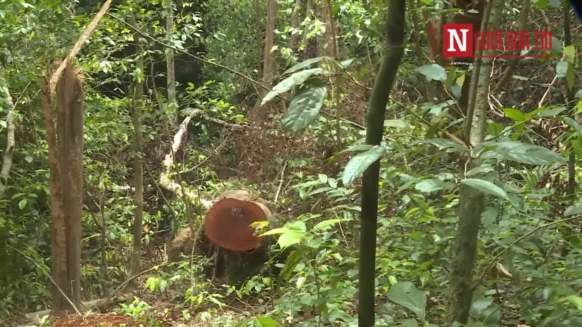 Video: Hiện trường vụ phá rừng gỗ lim nghiêm trọng tại Quảng Bình