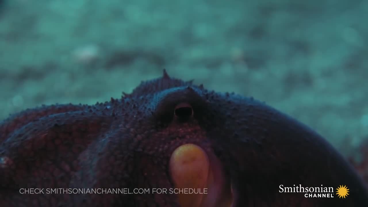 Loài bạch tuộc thông minh thích đóng giả ngao, sò