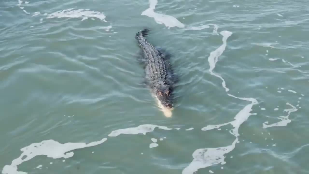 Cá mập bỏ mạng vì dám tranh mồi với cá sấu