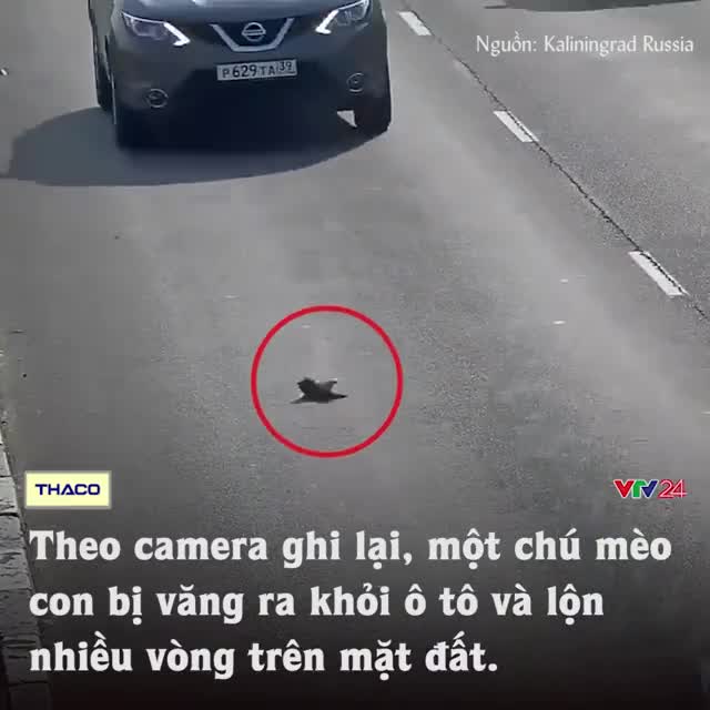 Người đàn ông tốt bụng dừng xe giữa đường để cứu chú mèo nhỏ