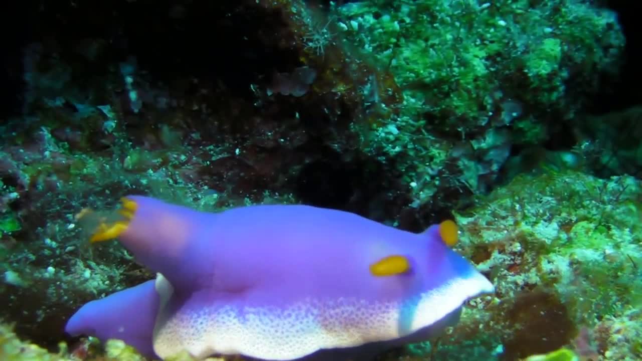Dung mạo tuyệt trần của loài sên biển đẹp nhất thế giới