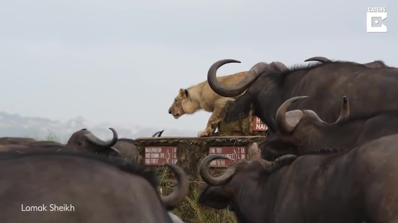 Sư tử co ro sợ hãi vì bị cả đàn trâu rừng bao vây