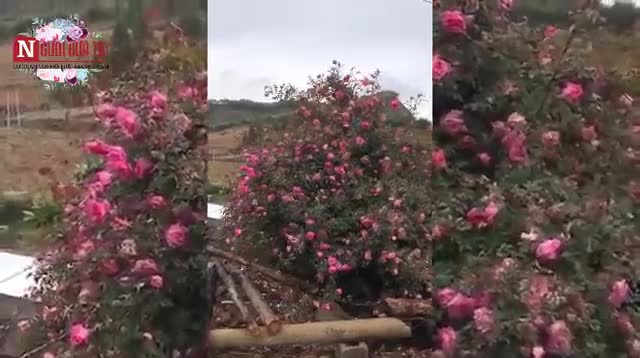 Cận cảnh cây hòa hồng nghìn bông trên núi, trả 150 triệu không bán