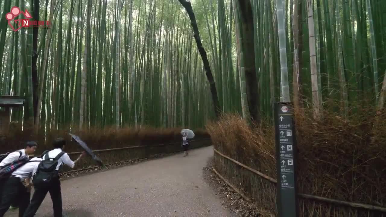 Khám phá rừng tre đẹp hơn trong phim kiếm hiệp tại Nhật Bản