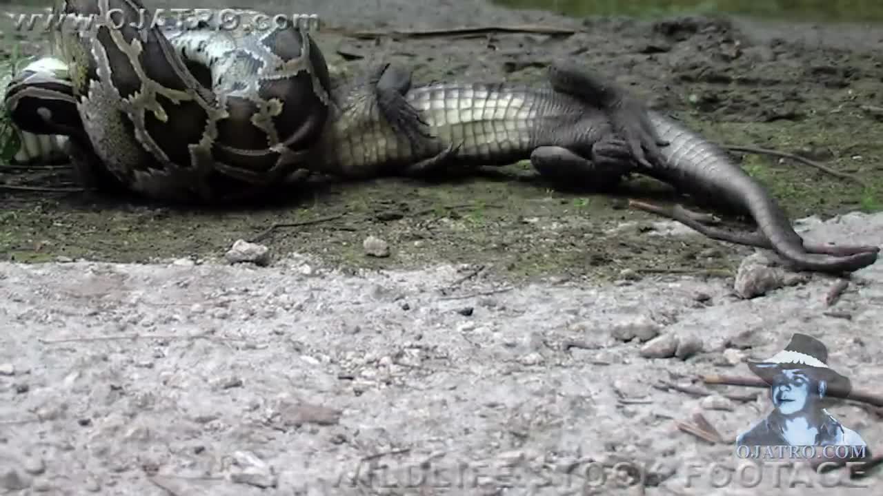 Trăn khổng lồ nuốt chửng cá sấu