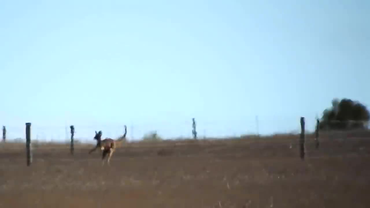 Đại bàng khổ sở khi đi săn kangaroo