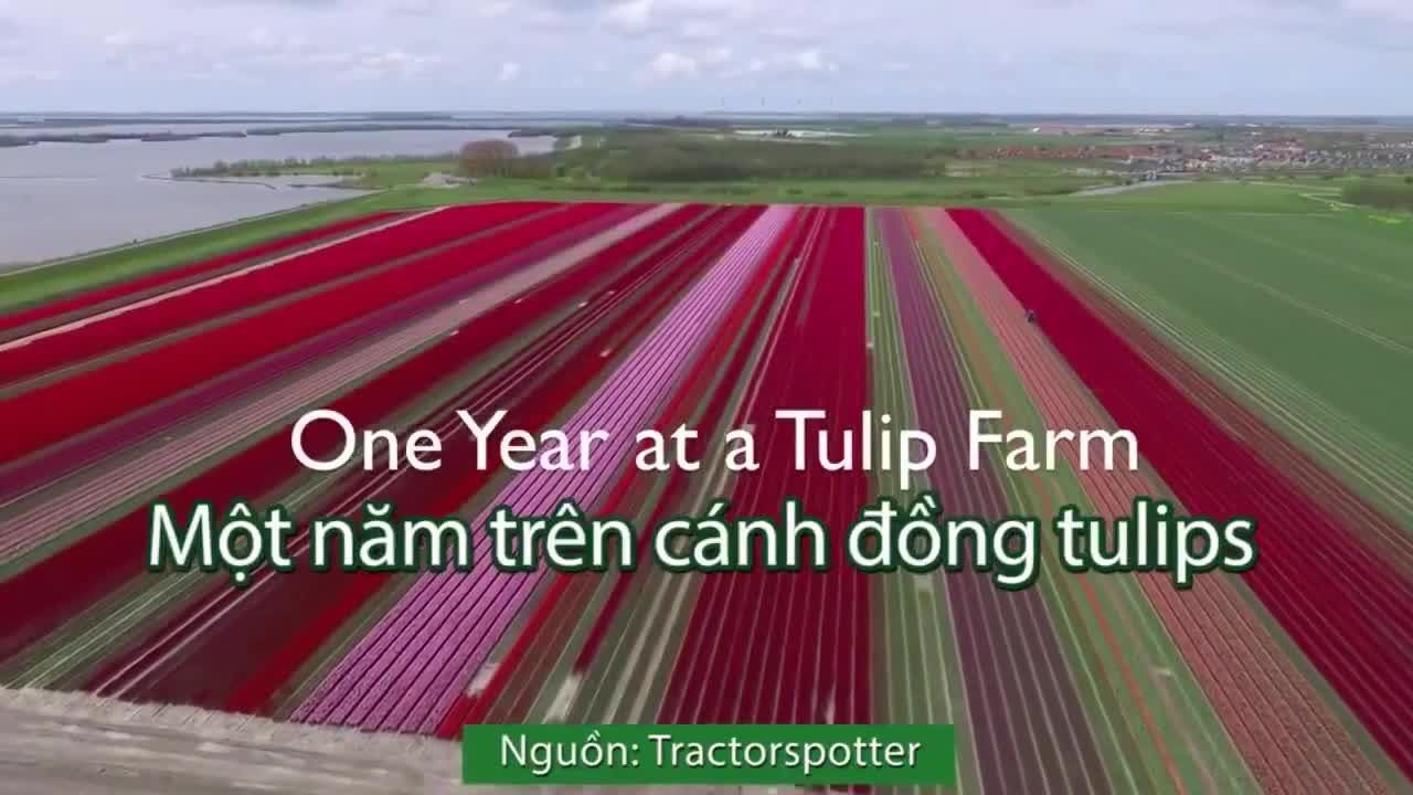 Quy trình sản xuất củ giống hoa Tulip Hà Lan