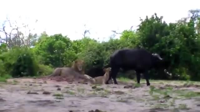 Trâu rừng một mình đối đầu 2 con sư tử, chiến thắng vinh quang