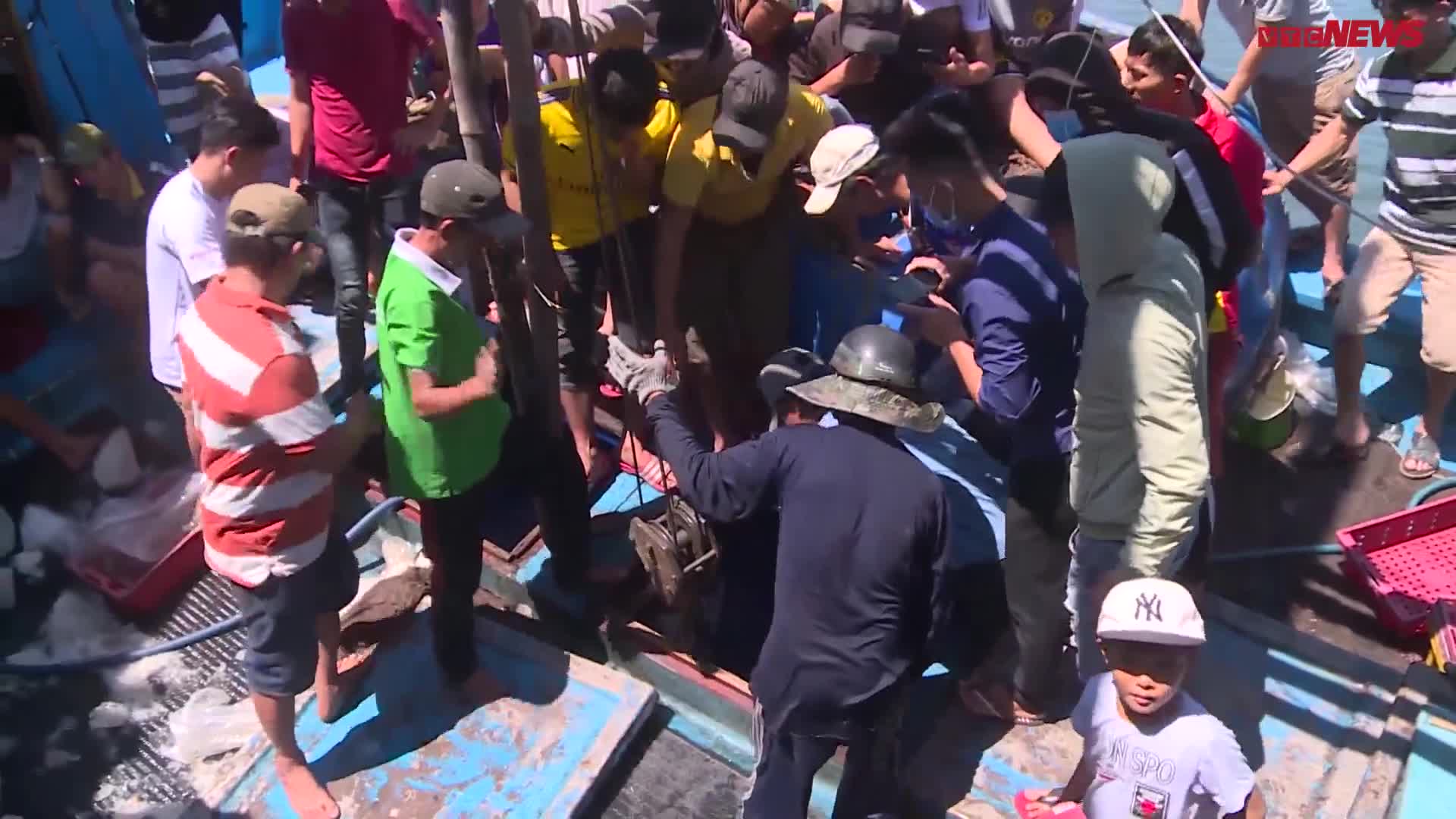 Ngư dân Phú Yên bắt được cá khổng lồ trị giá hàng tỷ đồng