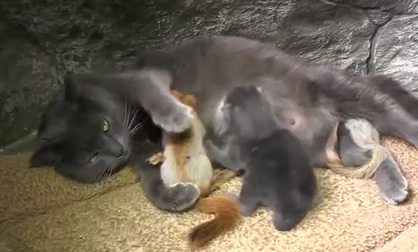Mèo mẹ chăm sóc 4 chú sóc mồ côi như con mình gây xúc động
