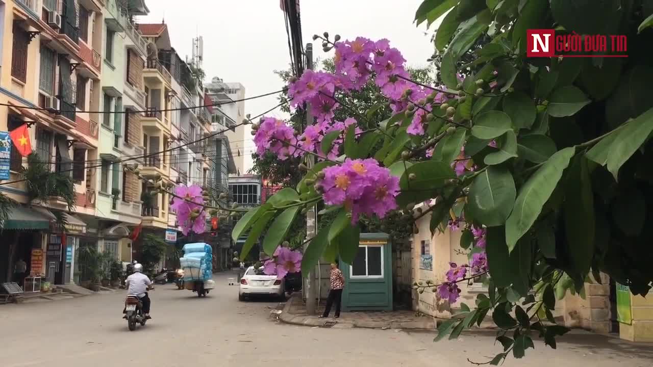 Chiêm ngưỡng hoa bàng lăng nở tím phố phường Hà Nội