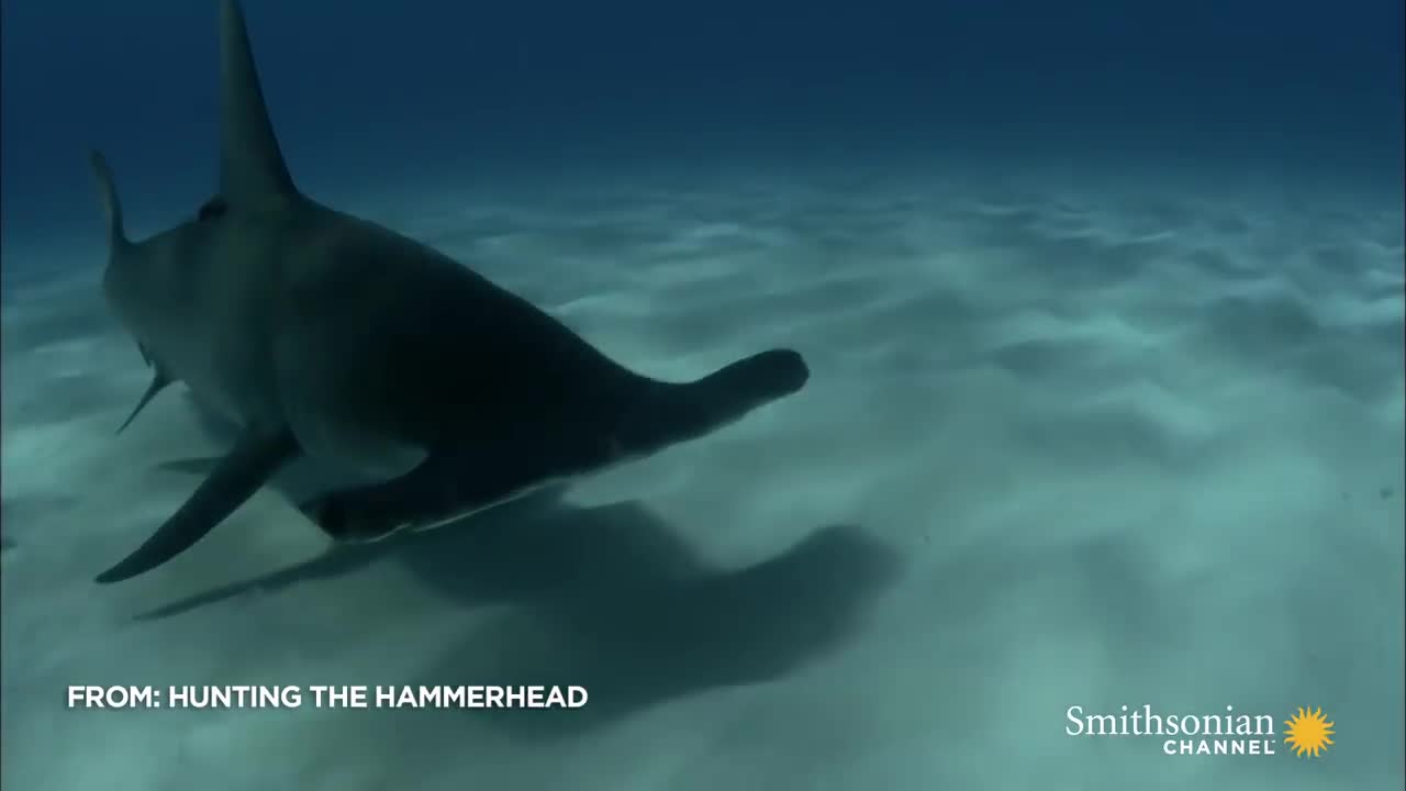 Cá mập truy sát cá đuối giữa lòng đại dương