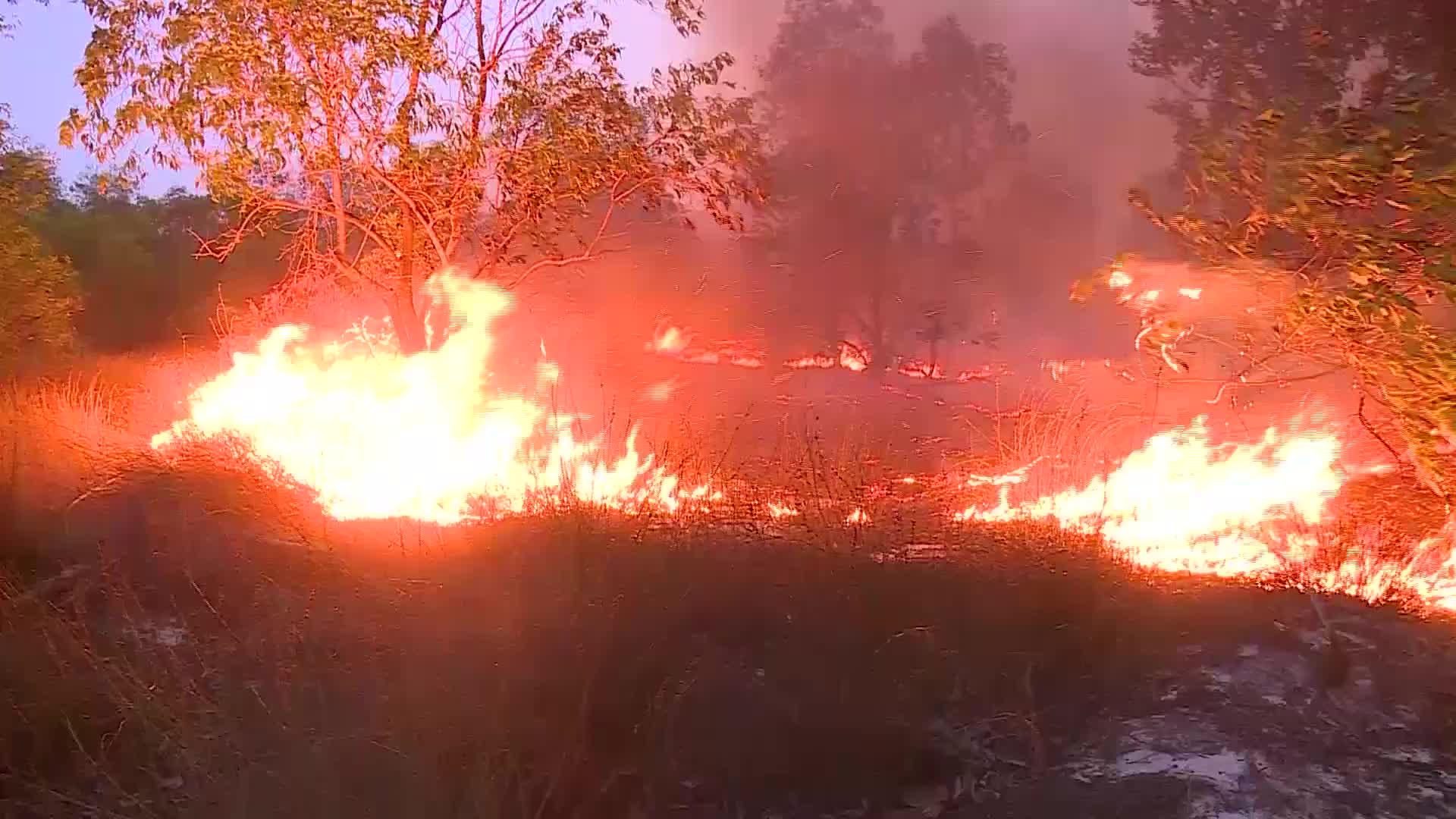 Hiện trường vụ cháy hơn 15ha rừng phòng hộ ven biển Quảng Bình 