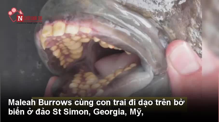 Cận cảnh loài cá có hàm răng giống người