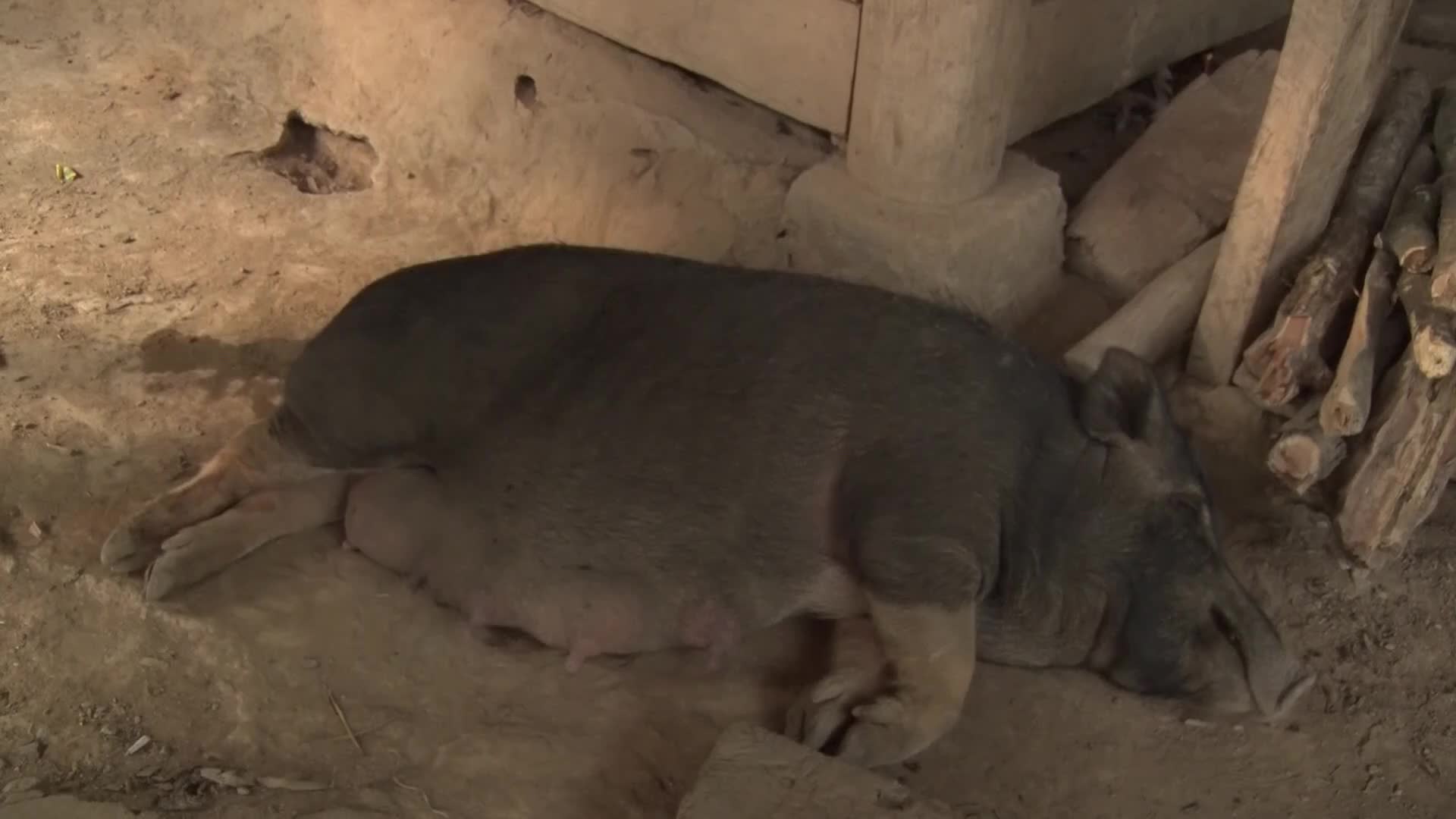 Dịch tả lợn châu Phi ở Kỳ Sơn khiến hàng trăm con lợn đen bị chết