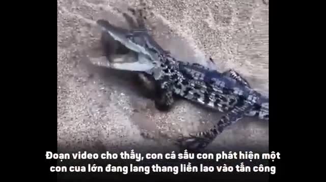 Kết quả bất ngờ trong màn tử chiến giữa cua khổng lồ và cá sấu
