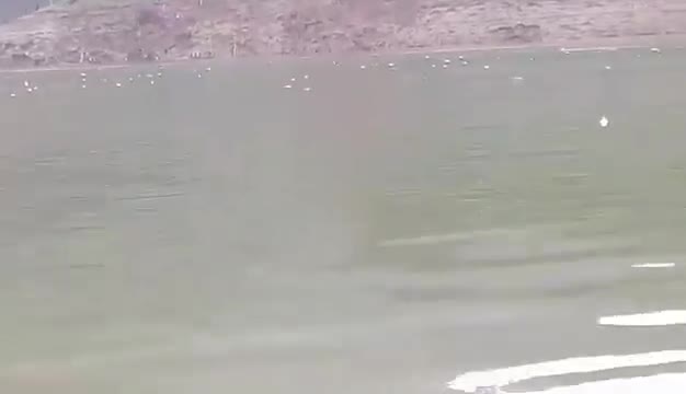 Cá đặc sản chết trắng lồng trên hồ thủy điện Hủa Na