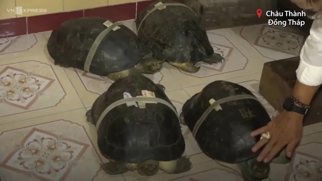 Rùa trăm tuổi tự do đi lại trong ngôi chùa ở Đồng Tháp