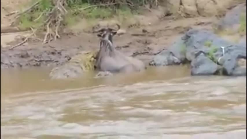 Linh dương đầu bò thoát khỏi hàm cá sấu, trở về từ dong sông tử thần