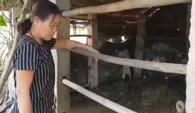 Video: Chủ nhà kể lại chuyện kẻ trộm đột nhập xẻo thịt con bò ngay tại chuồng