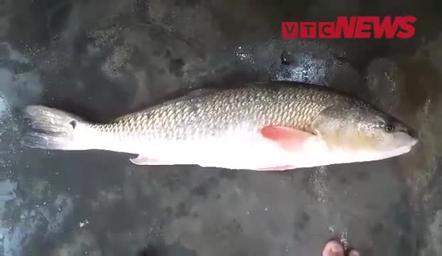  Ngư dân Khánh Hòa bắt được cá sủ vàng quý hiếm nặng 3kg