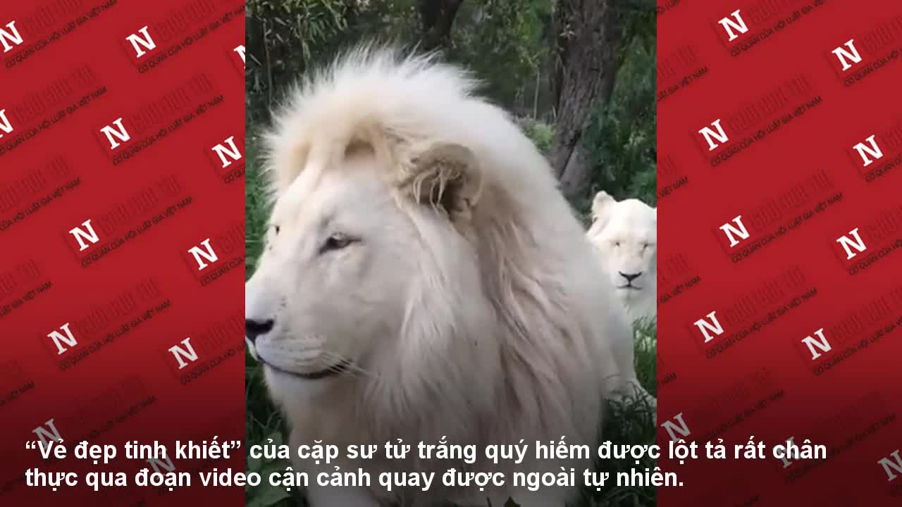 Cận cảnh cặp đôi sư tử trắng siêu quý hiếm