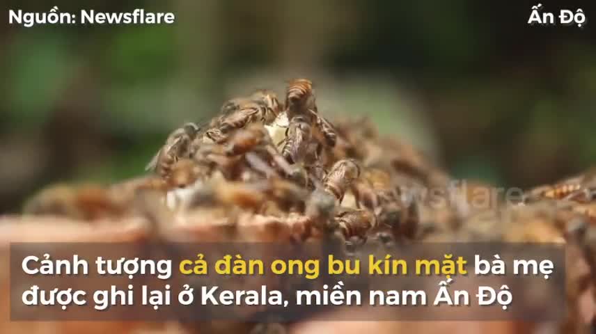 Người phụ nữ Ấn Độ thản nhiên cho hàng nghìn con ong bu kín mặt