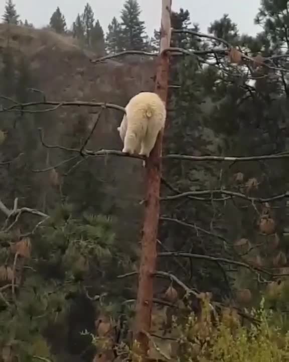 Gấu trắng khổng lồ ngồi vắt vẻo trên ngọn cây