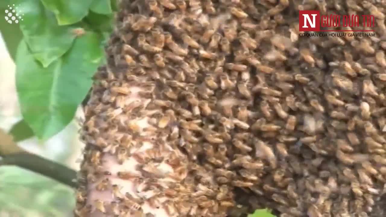 Người đàn ông Trung	Quốc và “áo giáp” 50.000 con ong sống