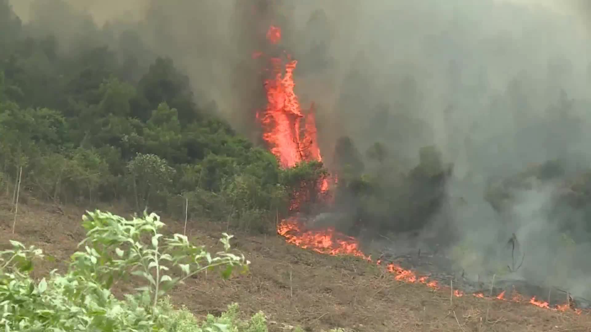 Video: Cháy rừng ở Quảng Bình, 500 người tích cực dập lửa