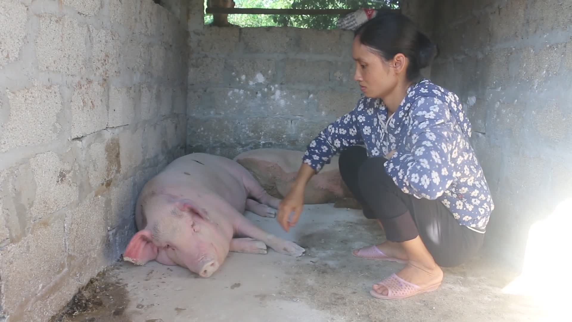 Clip: Xã bắt dân giữ lại lợn bị tả lợn châu phi để điều trị, chết mới được chôn