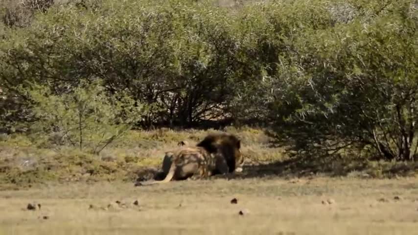 Sư tử đực giao chiến với hà mã châu Phi