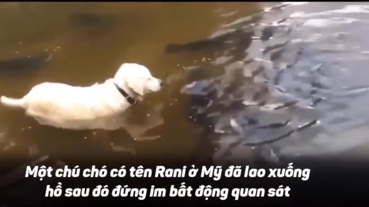 Video: Chó nhà trổ tài bắt cá khủng