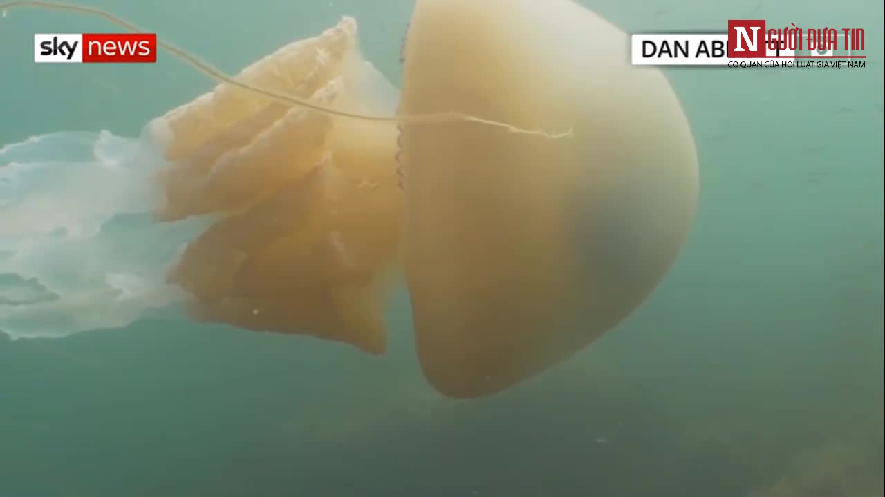 Xem thợ lặn dạo chơi cùng sứa khổng lồ