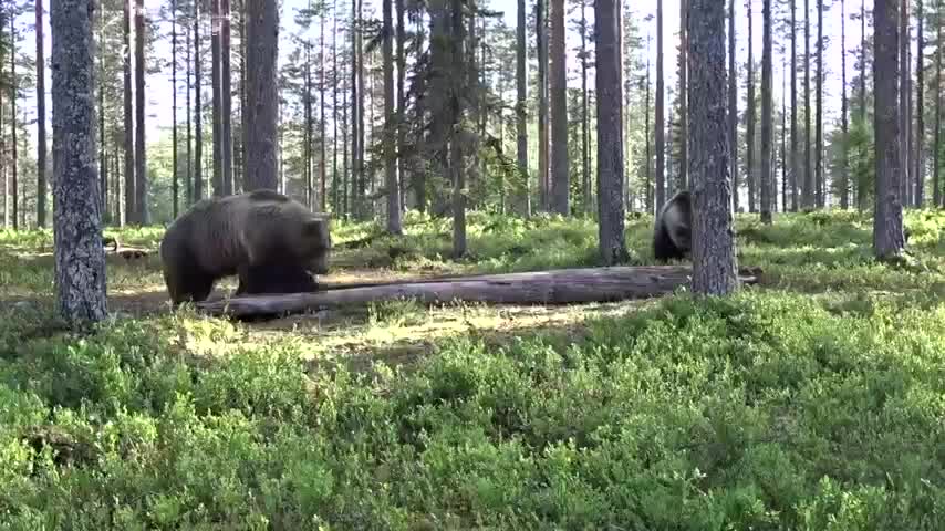 Gấu nâu choảng nhau giữa rừng
