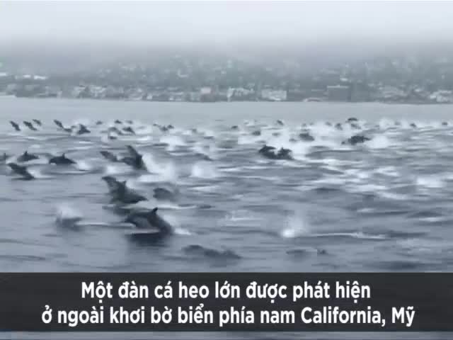 Đàn cá heo đua tốc độ với thuyền cực ấn tượng
