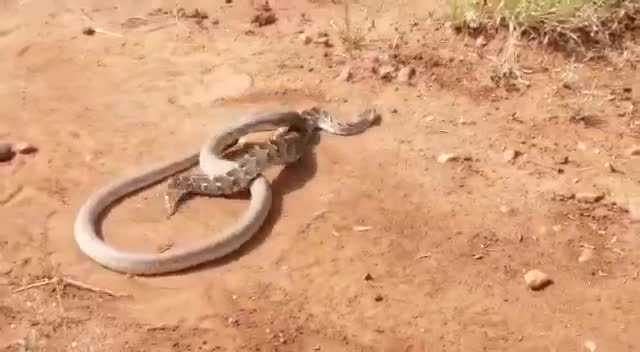 Rắn phì châu Phi bỏ mạng vì đụng độ rắn hổ mang