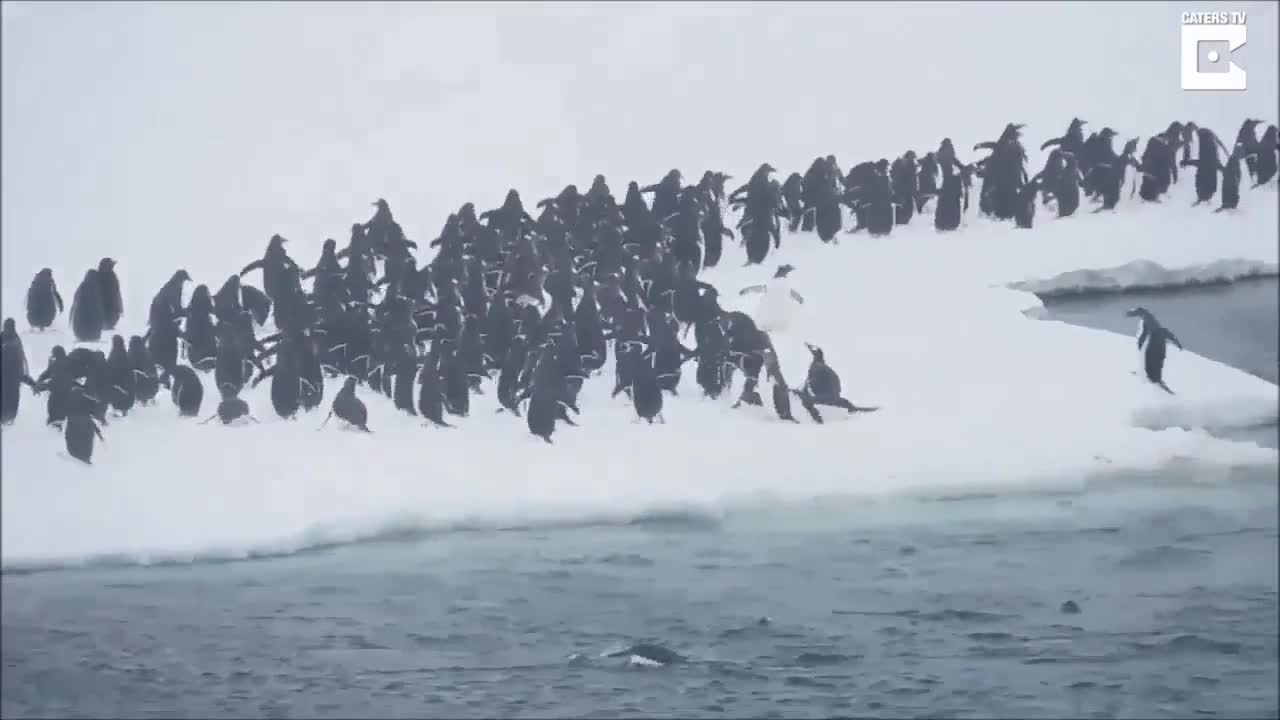 Ấn tượng cảnh hàng ngàn con chim cánh cụt phi thân lên mặt băng