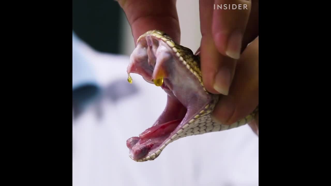 Cận cảnh quá trình lấy nọc rắn độc để chế huyết thanh