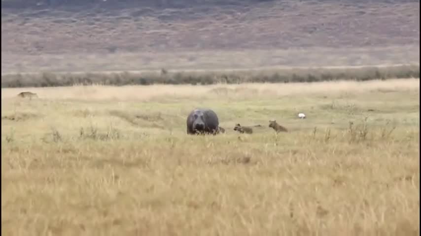 Bầy linh cẩu đói liều lĩnh tấn công hà mã