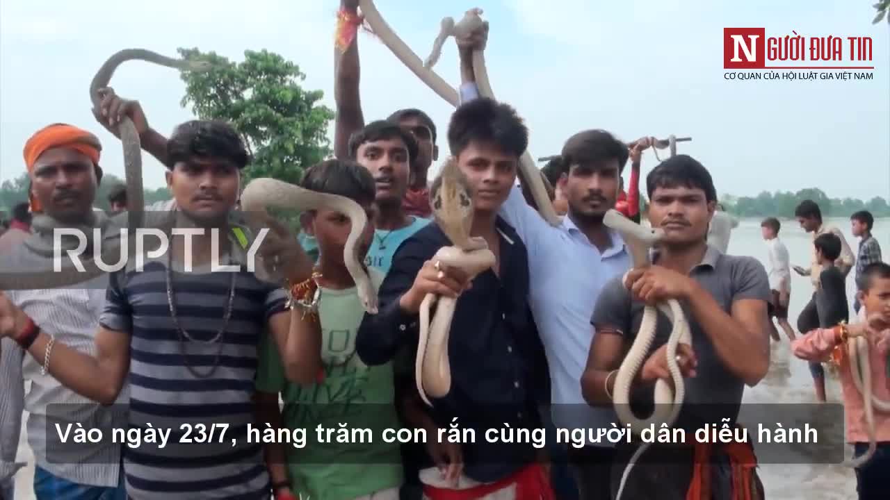 Hãi hùng chứng kiến lễ rước hàng trăm con rắn ở Ấn Độ