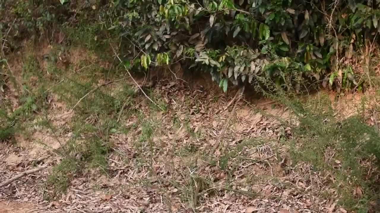 Hổ mang chúa truy sát rắn chuột trên sông