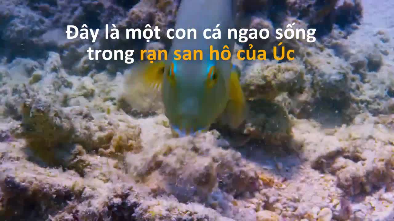 Clip: Kinh ngạc với cách cá dùng trí thông minh để đập vỡ vỏ sò