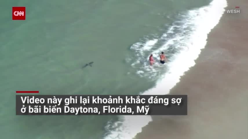 Cá mập bơi sát chân người tắm biển gây sốc ở Mỹ