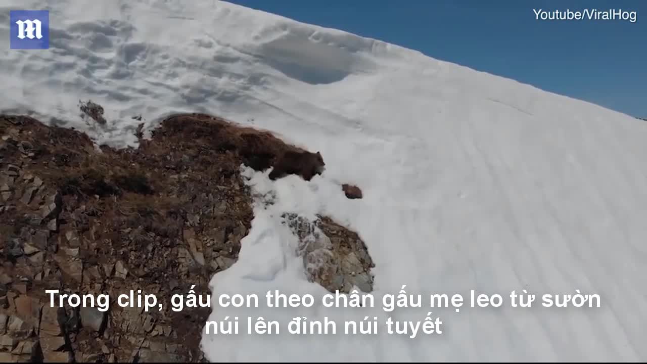 Soup sáng: Chú gấu con vất vả leo lên đỉnh núi và thông điệp đừng bao giờ bỏ cuộc