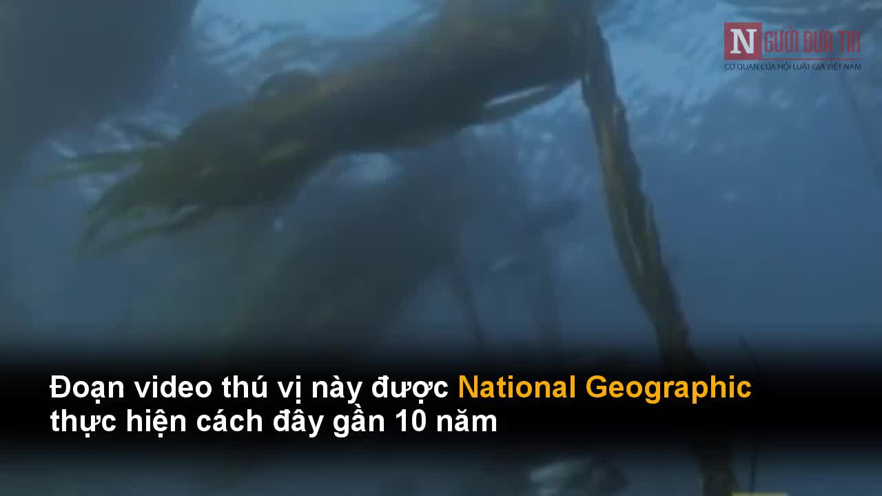 Kinh ngạc chứng kiến bạch tuộc khổng lồ giết cá mập