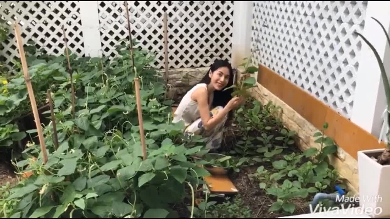 Thủy Tiên thu hoạch đậu đũa