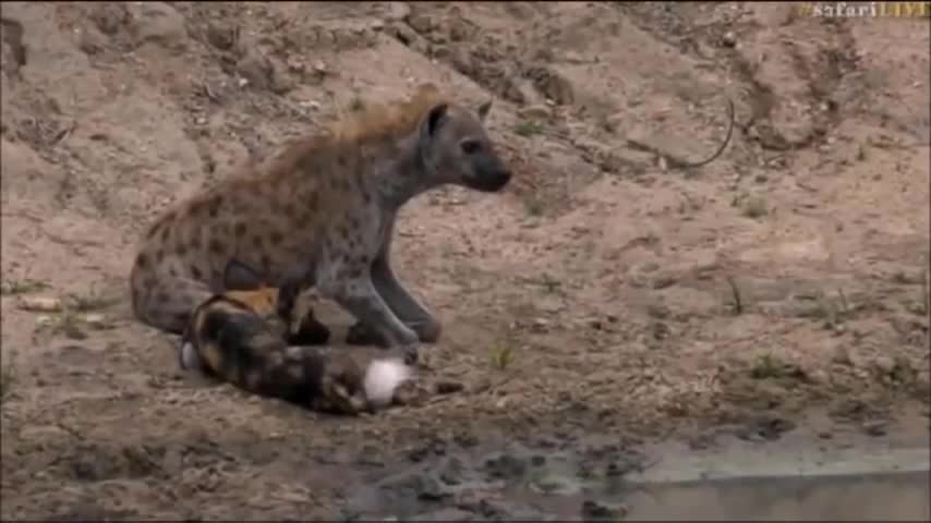 Linh cẩu tàn độc tra tấn chó hoang bị thương 