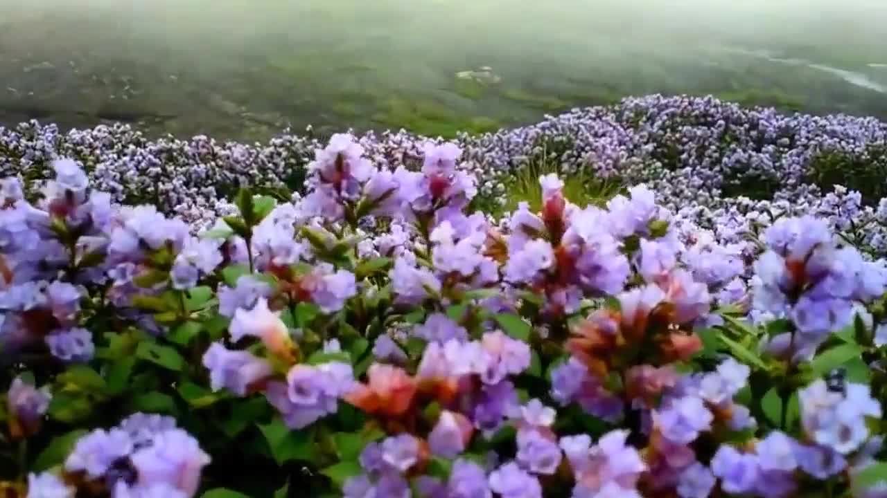 Hoa Neelakurinji - loài hoa mọc theo chu kỳ của sao Mộc phủ tím đồi Munnar