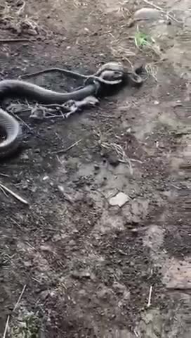 Trăn con bỏ mạng trong cuộc chiến giành mồi với con rắn độc